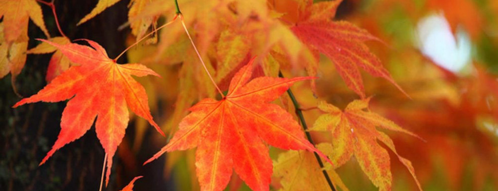 Leaves in an autumn garden