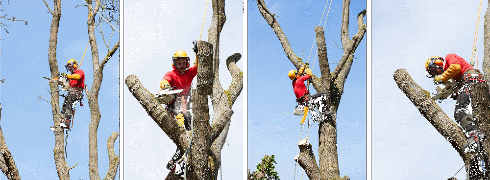 Pembrokeshire tree being dismantled