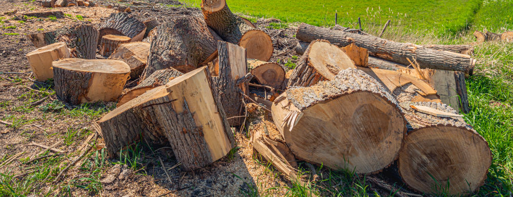 Felled tree awaiting removal