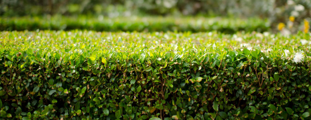 Neatly trimmed garden hedge, Haverfordwest