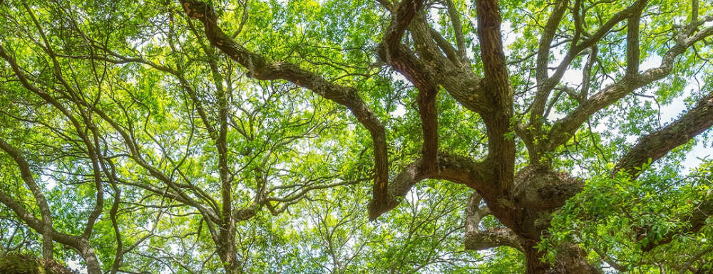 Tree crown in need of thinning