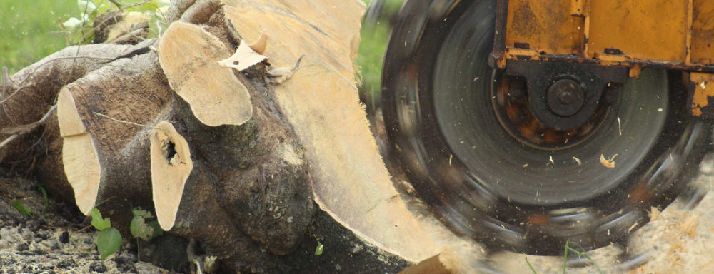 Grinding a stump after tree removal