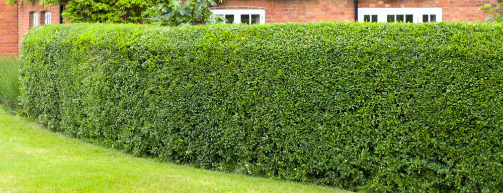 Neatly trimmed box hedge in Pembroke