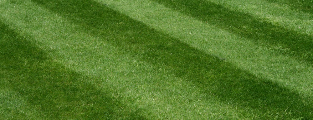 Neatly trimmed grass lawn