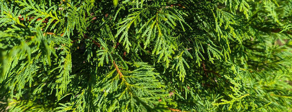 Overgrown Leylandii hedge in Pembrokeshire