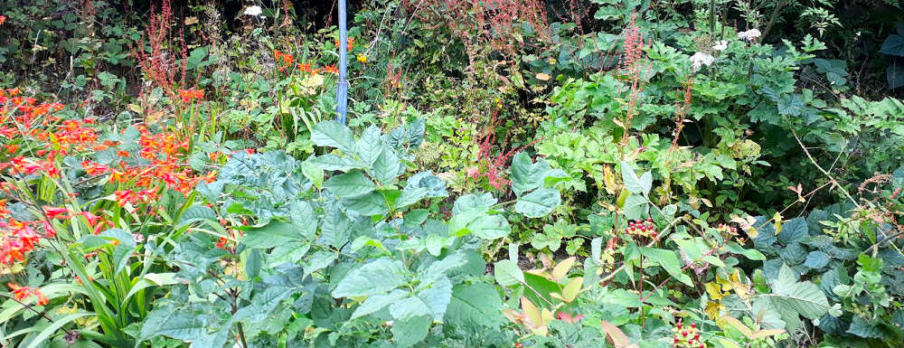 Heavily overgrown garden, Broad Haven