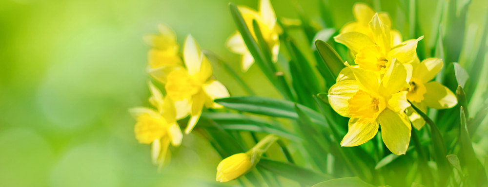 Daffodils in a Pembrokeshire spring garden