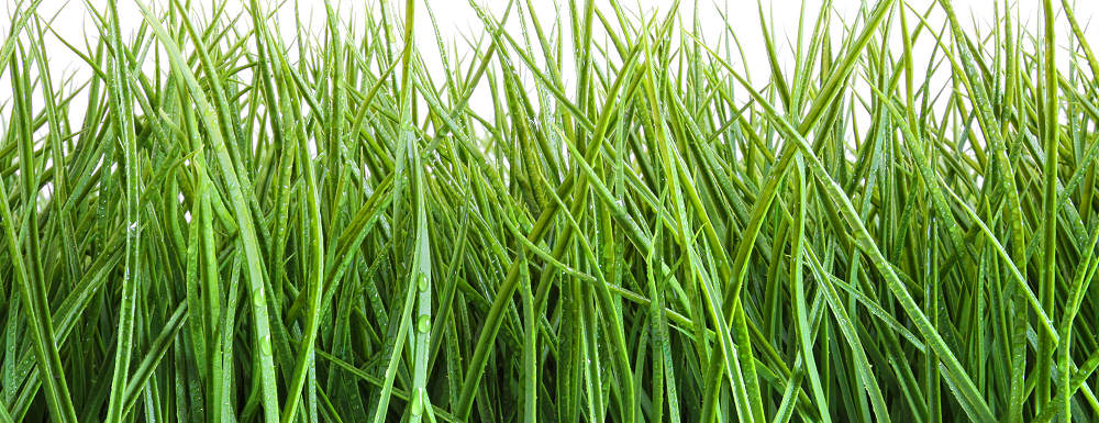 Grass, illustrating lawn mowing and summer gardening