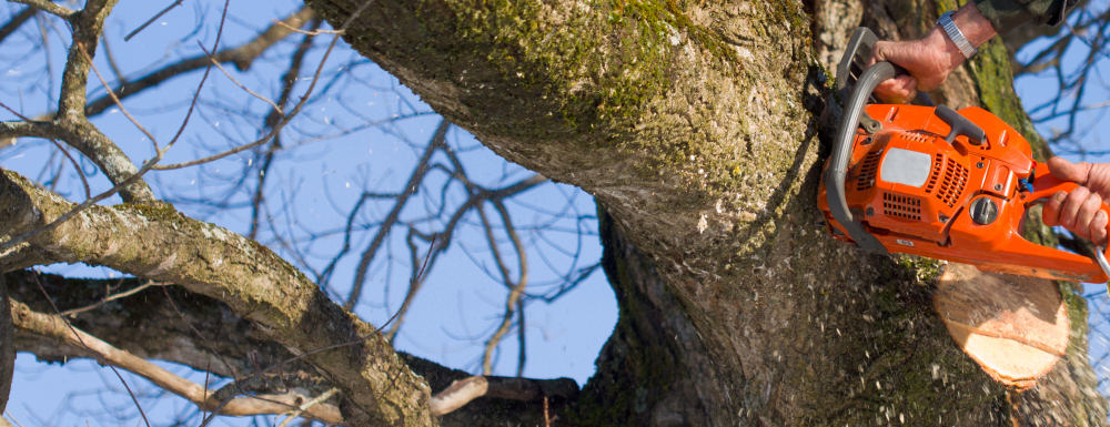 Tree surgeon lopping dead tree branch