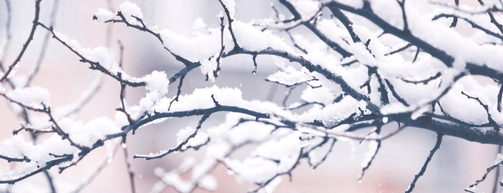 Snow covered tree branches in winter garden